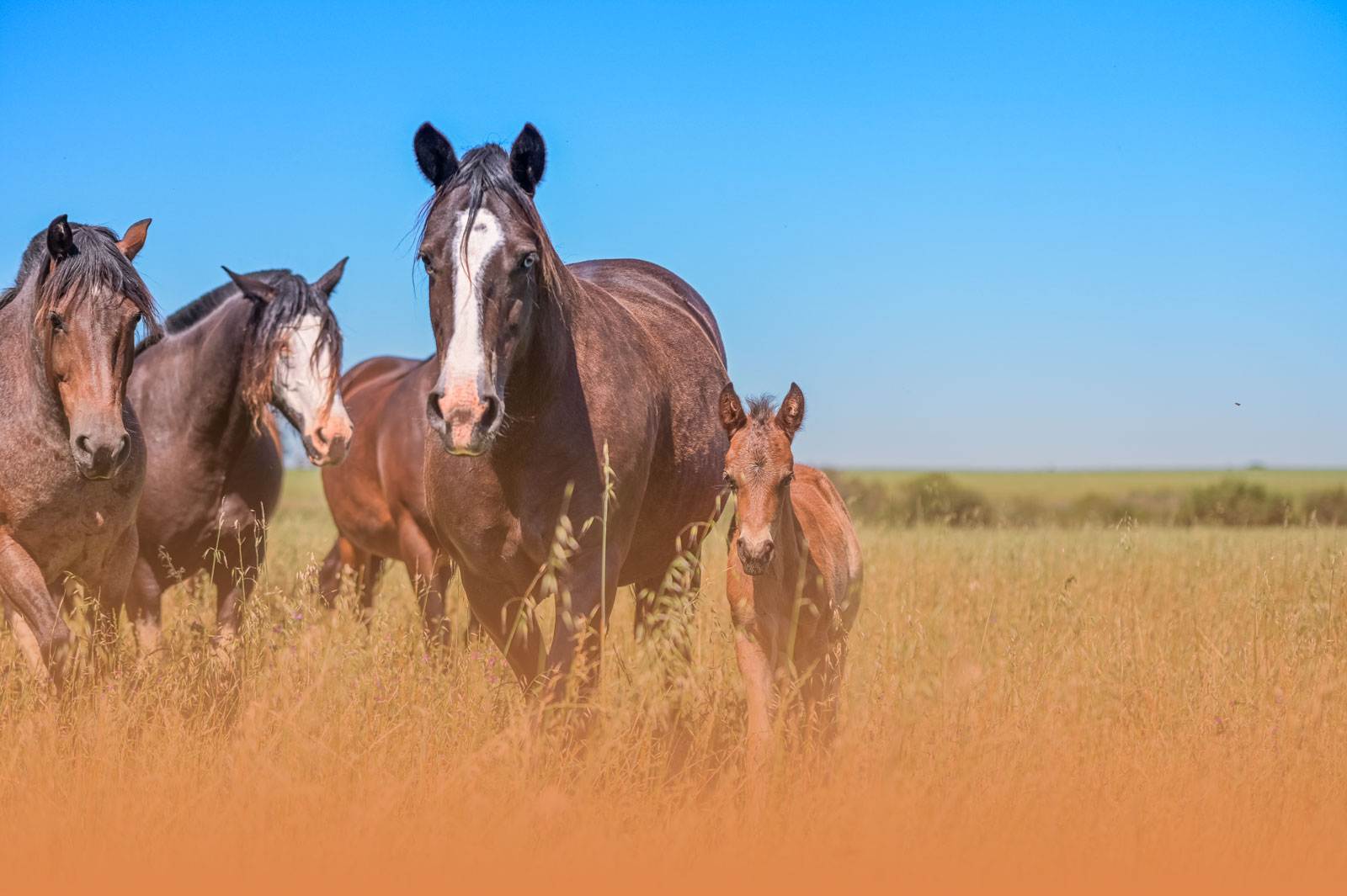 Raças de Cavalo no Brasil – Conheça as Principais