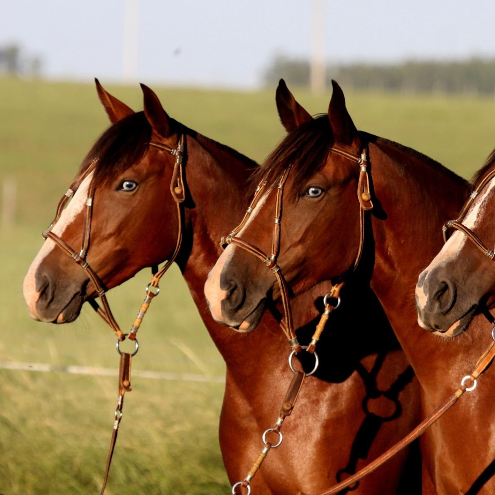 Cavalo crioulo