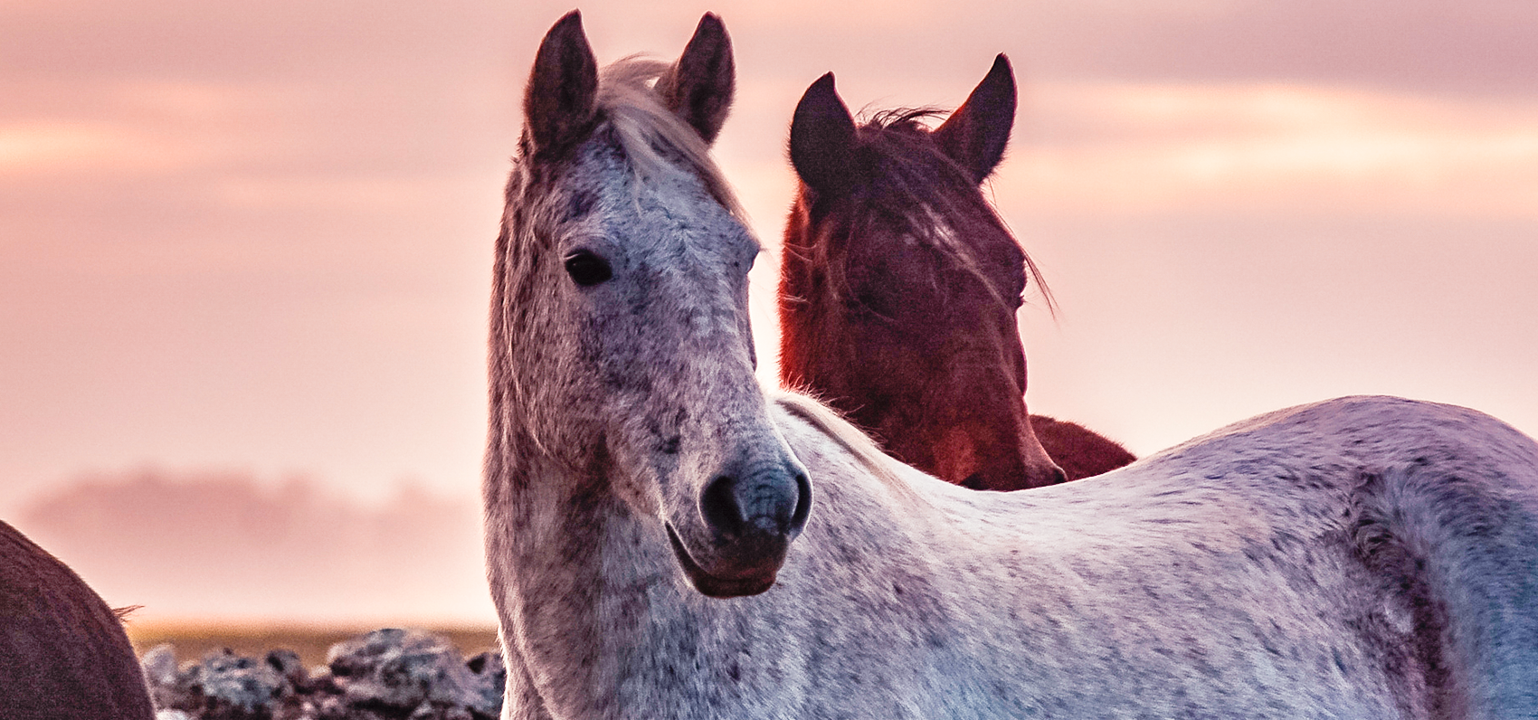 Pelagens de Equinos - Cavalo Campeiro