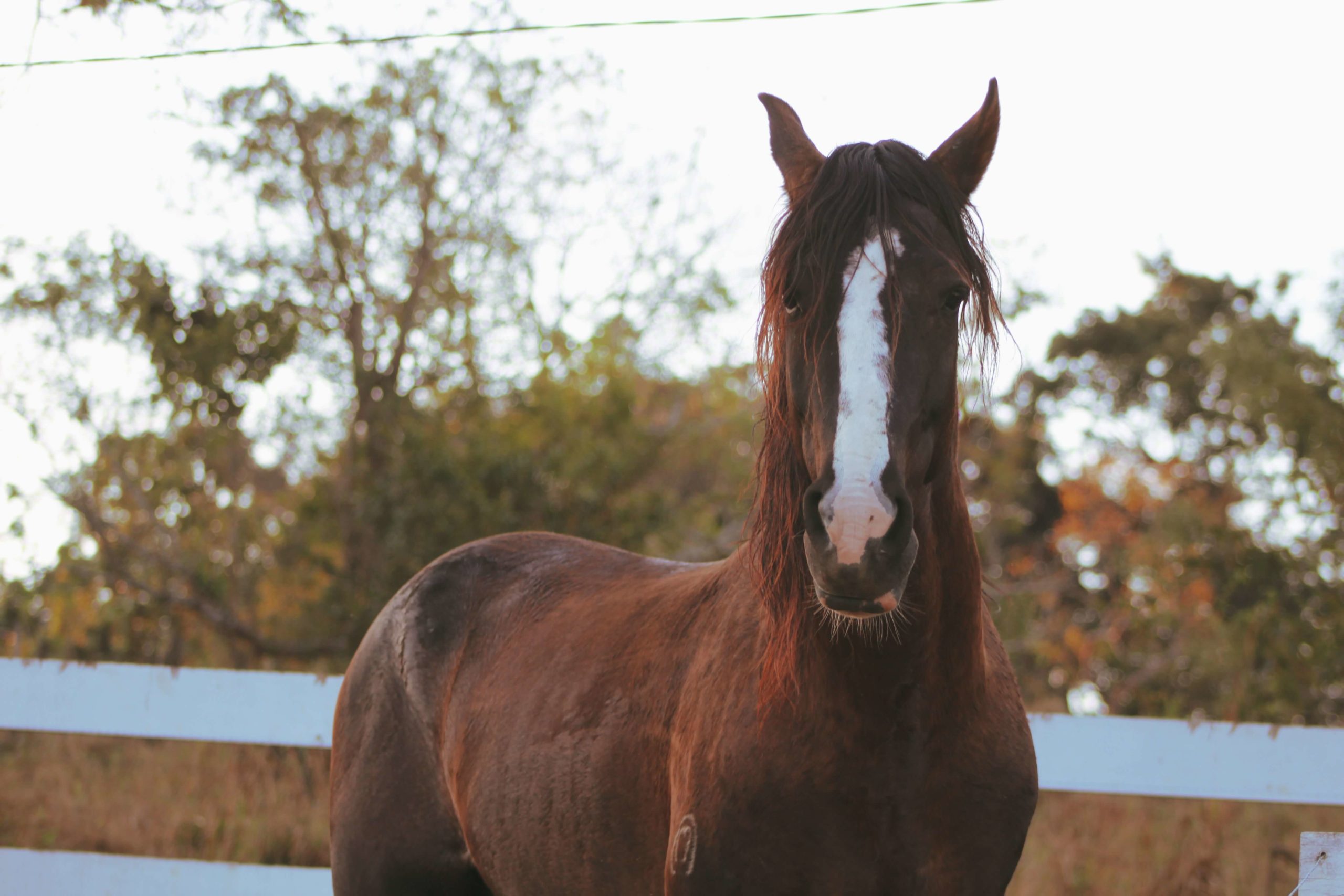 Em Busca do Cavalo Crioulo 